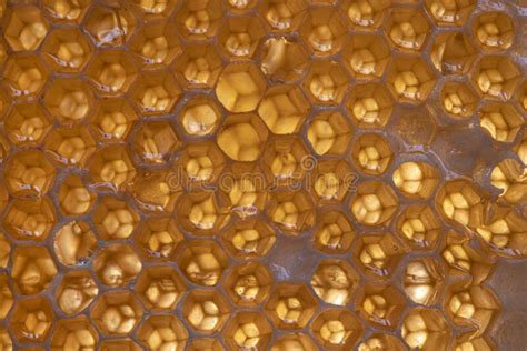 Honeycomb Texture and Honey Stock Image - Image of beehive, natural: 216588379