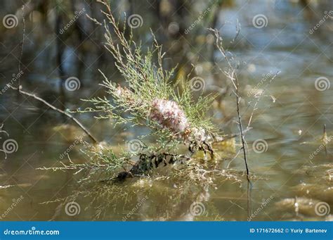 Branch with Pink Flowers of the Tamarisk or Tamarix Ramosissima. Stock Photo - Image of flower ...