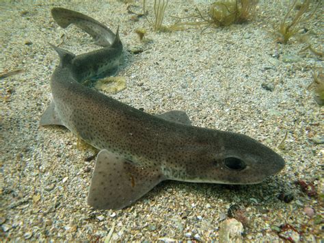 Dogfish | Scyliorhinus canicula. Again a few speckles which … | Flickr