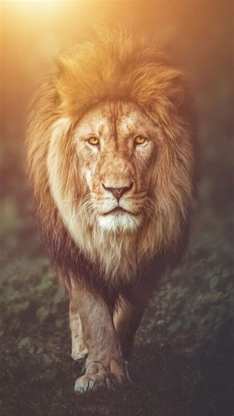 Free download Lion Wallpaper background wallpapers in 2019 Lion wallpaper [720x1280] for your ...