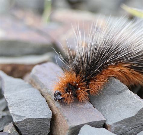 Murfs Wildlife : Garden Tiger Moth Caterpillar