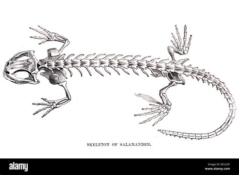 skeleton of salamander Stock Photo - Alamy