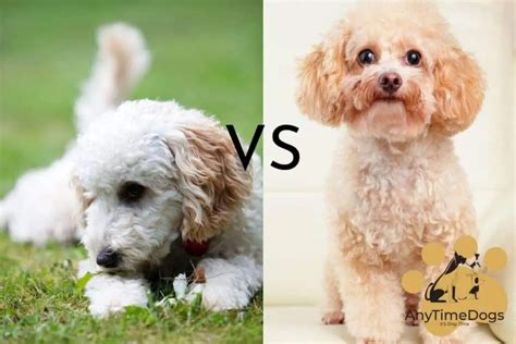 Miniature Poodle Vs Toy Poodle Lifespan - AnyTimeDogs