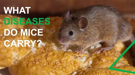 What Diseases Do Mice Carry - YouTube