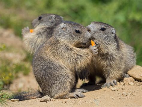 Baby marmots eating carrots by orestART on DeviantArt