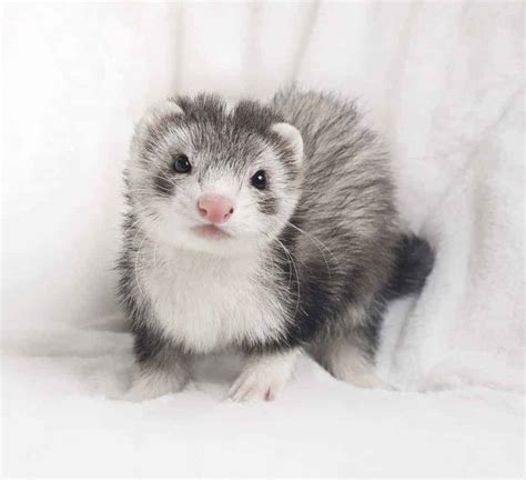 18 Different Types of Ferrets