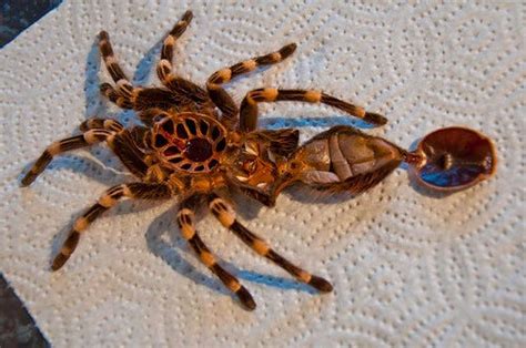 Understanding Tarantula Molting: A Complete Guide | by Arachnium | Medium