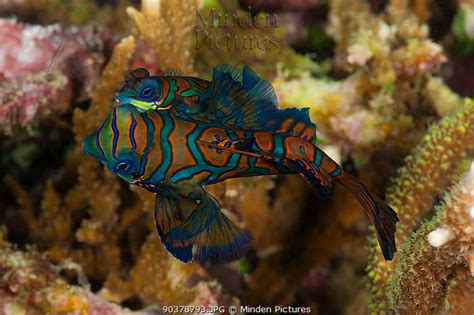 Mandarinfish stock photo - Minden Pictures