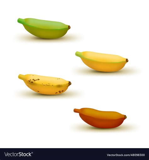 Realistic baby banana ripeness chart set of 4 Vector Image