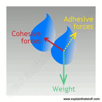 Adhesion Of Water Diagram