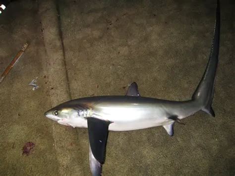 Pelagic Thresher Shark – Alopias pelagicus - Fish