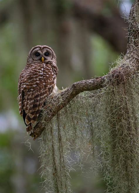 Barred Owl in Northern Florida Stock Photo - Image of national ...