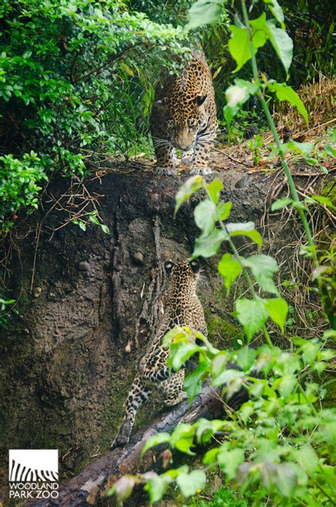 Woodland Park Zoo Blog: Jaguar cubs take first practice steps outside