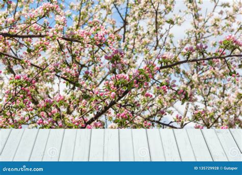 Spring Background with Flowering Apple Tree and White Wooden Planks Stock Photo - Image of april ...