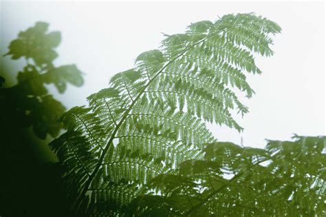 How to Plant a Tree Fern