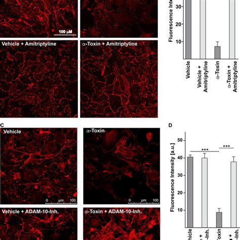 S. aureus alpha-toxin induces predominantly intracellular ceramide. (A)... | Download Scientific ...