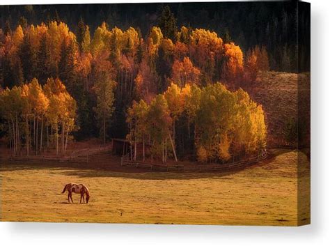 Horse Grazing During Sunset Canvas Print / Canvas Art by Matt Anderson Photography - Photos.com