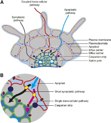 Transport of nutrients in roots: three different pathways. A, Schematic ...