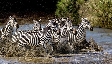 Running Zebra Photograph by Stu Porter