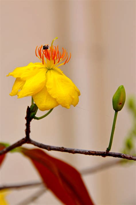 DGJ_0440 - Mekong Flower | PLEASE, no multi invitations in y… | Flickr