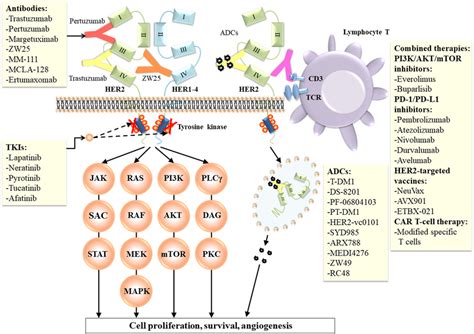 Biological mechanism of HER2 and summary of targeted therapies for ...