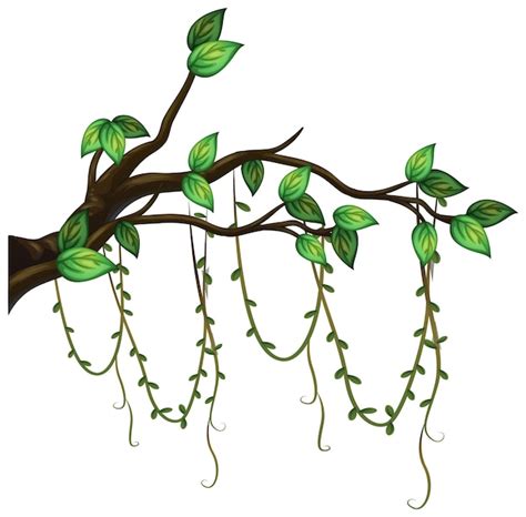 Free Vector | Tree branch with liana isolated