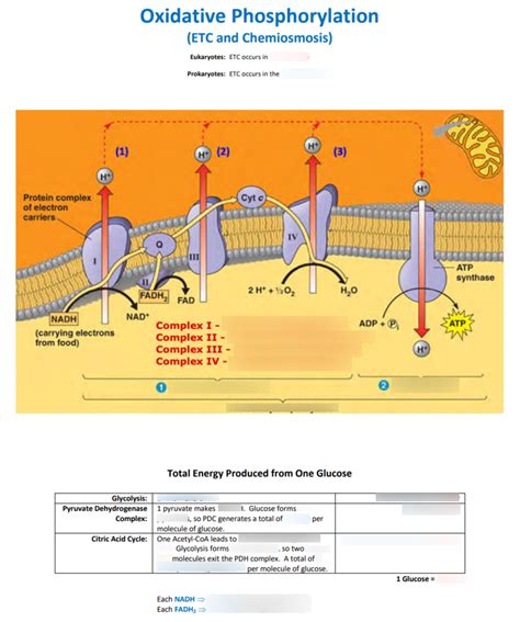 Appendix O: Oxidative Phosphorylation Diagram | Quizlet