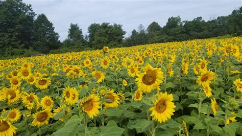 Went to my first sunflower farm this weekend. : r/sunflowers