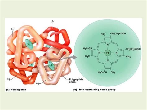 HEMOGLOBIN SYNTHESIS