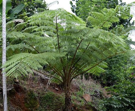 Fern tree growing in my backyard More photos/pins on my board Dicksonia Squarrosa Flowering ...