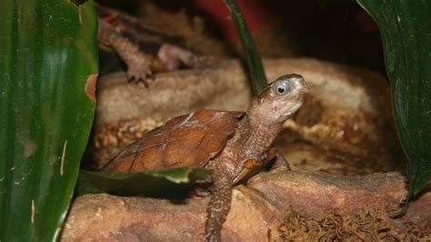 Central Florida Zoo & Botanical Gardens Black-breasted leaf turtle (1) – Central Florida Zoo ...