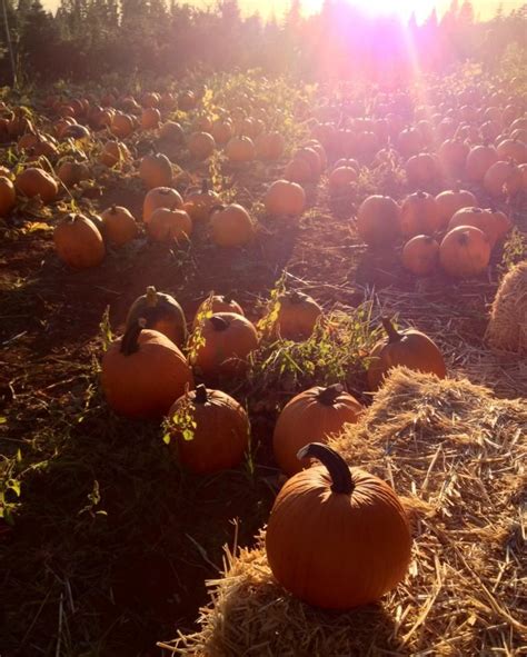 Mc Gee's Pumpkin Patch. Apple Hill, CA - photo by Emily Cardiff | Pumpkin patch, Fall season ...