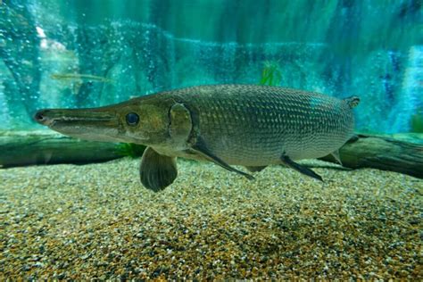 O que é um peixe-jacaré e onde habita? - Meus Animais