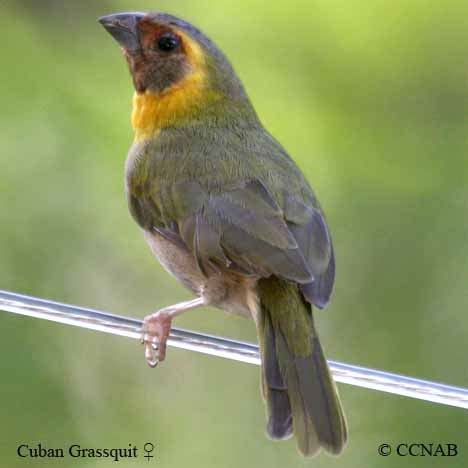 Cuban Grassquit | Birds of Cuba | Cuban Birds