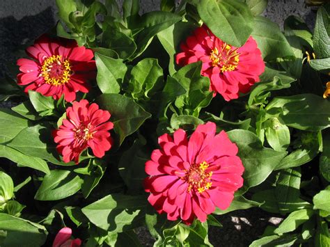 Zinnia Flower, FREE Stock Photo, Image: Red Zinnia Garden Flower ...