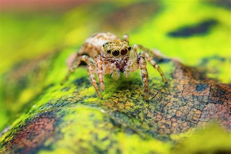 Yellow Jumping Spider - Salticid Photograph by Aron Sanzio - Fine Art America