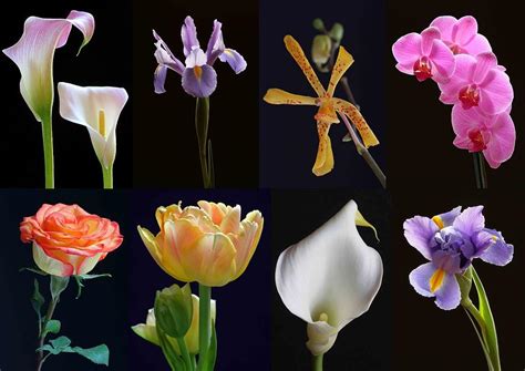 Fine Art Flower Photography Photograph by Juergen Roth