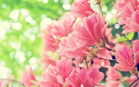 Beautiful pink spring flowers - HD nature wallpaper