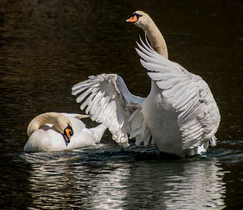 Swan Mating Dance Photograph by Cathy Donohoue - Fine Art America