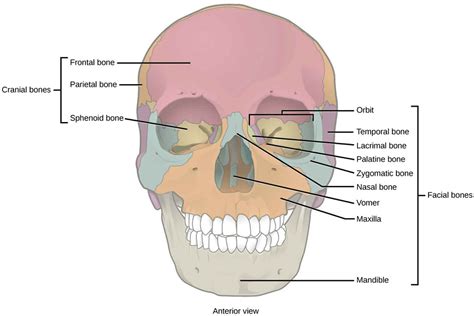 Facial fractures causes, types, symptoms, diagnosis, treatment & recovery