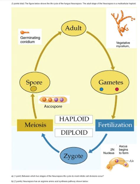 Solved (5 points total) The figure below shows the life | Chegg.com