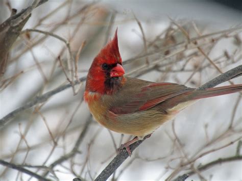 Es un ave excepcional: un cardenal mitad macho, mitad hembra – Español