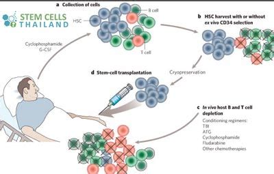 Autologous stem cells