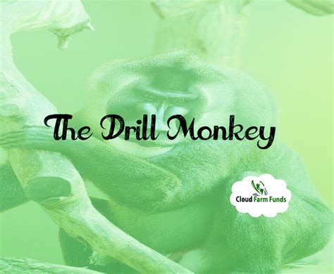 The Drill Monkey Fun Facts - CloudFarmFunds old world monkey