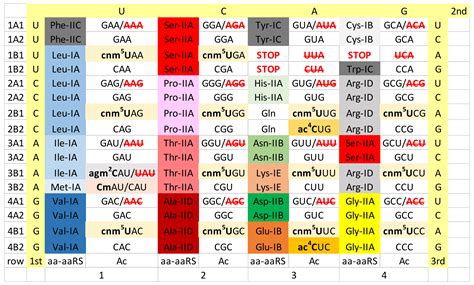 Anticodon Chart