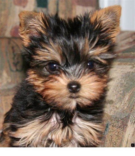 Rottweiler Yorkie Mix | 09rosaline