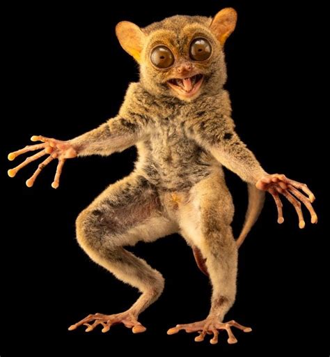 Horsfield's Tarsier by Joel Sartore | Scary animals, Unusual animals, Rare animals