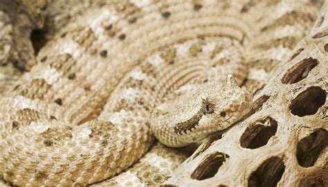 Sidewinder Snake Adaptations | Sciencing