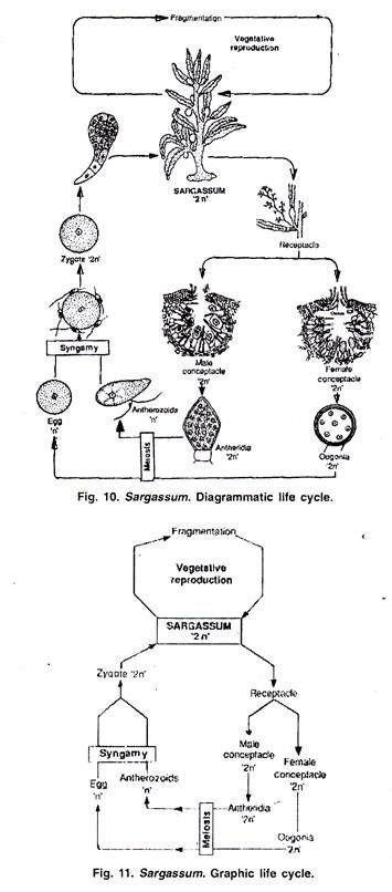 Diagrammatic Life Cycle of Sargassum