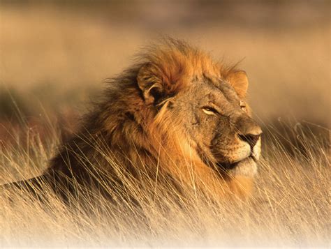 The Lion | Interesting Facts About King Of Jungle | Animals Lover